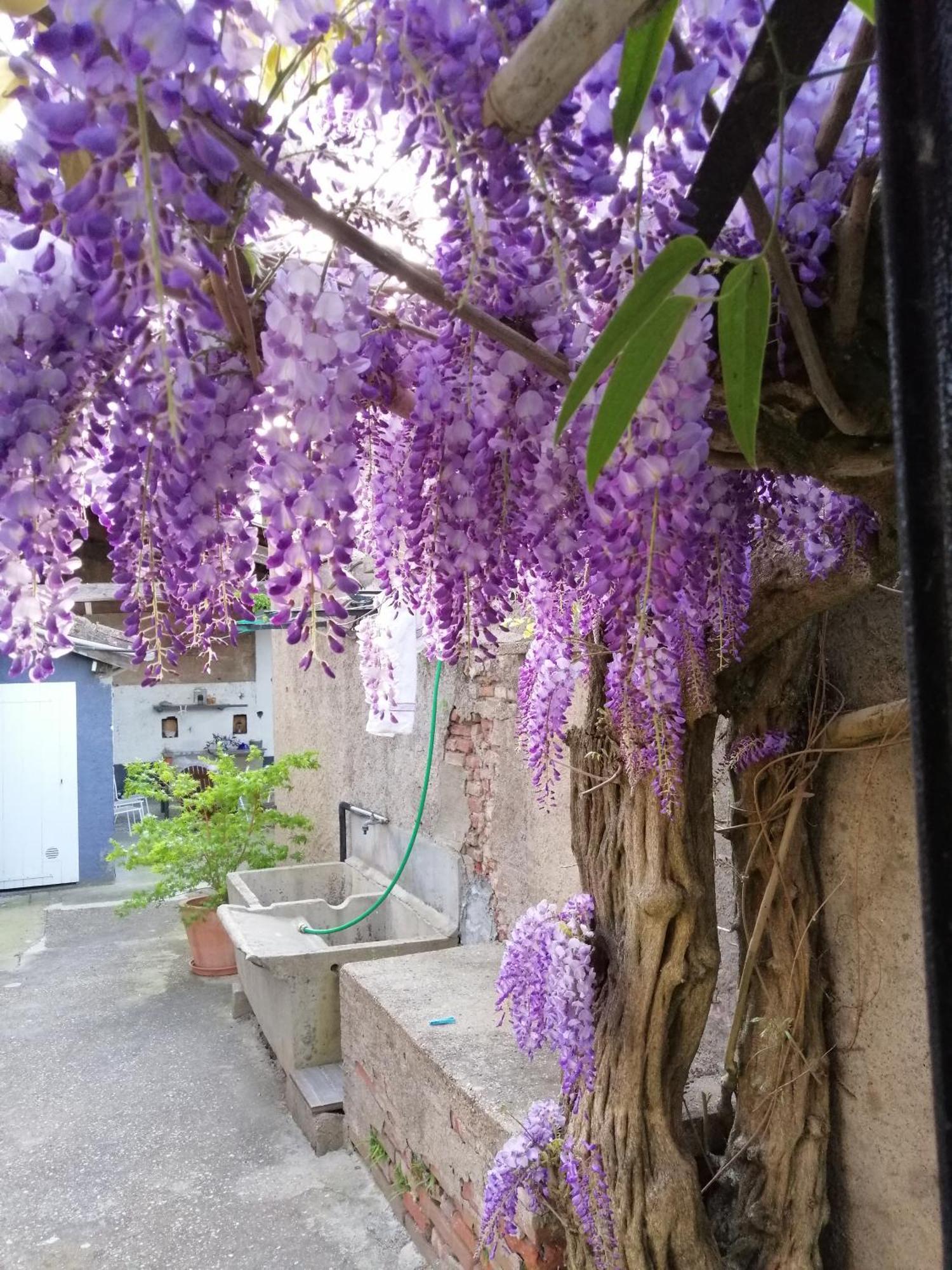 B&B La Maison De Julia Albi Zewnętrze zdjęcie